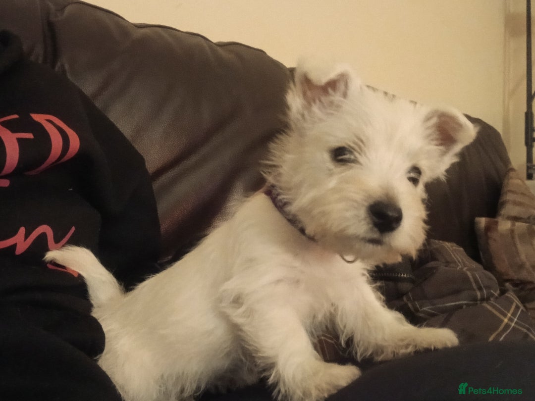 West Highland Terrier dogs for sale: We have 1 wee girl available  - Advert 1