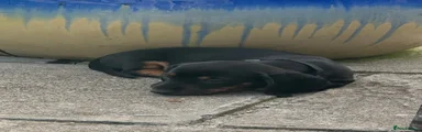 Miniature Dachshund 3