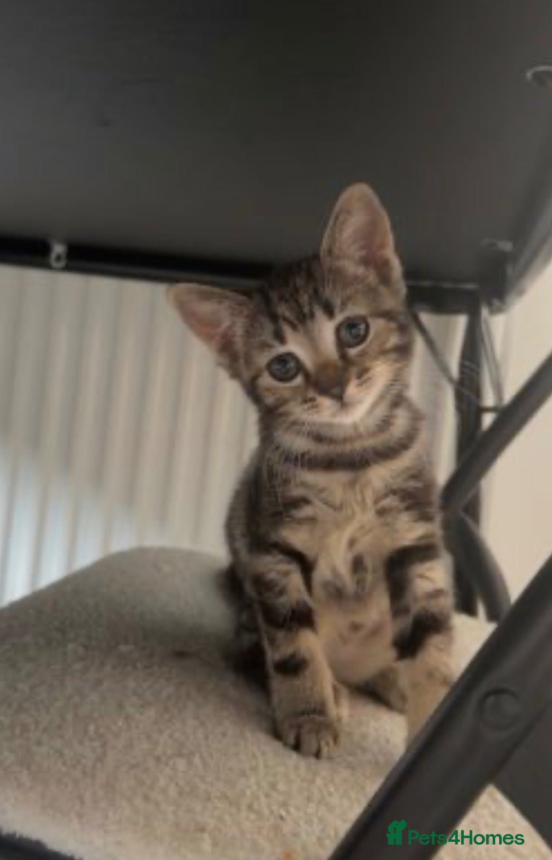 Mixed Breed cats LAST FEMALE KITTEN LEFT  - Advert 1
