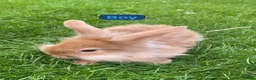 Mini Lion Lop rabbits for sale: Mini lion head lop babies  - Advert 7