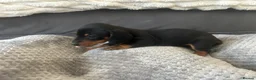 Miniature Dachshund dogs for sale: Miniature Daschund Pups for loving homes - Advert 32