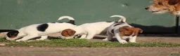 Jack Russell dogs for sale: Jack Russell Puppies for sale - Advert 10