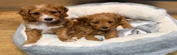 Cavapoo dogs for sale: F1 Toy Cavapoo’s  - Advert 7