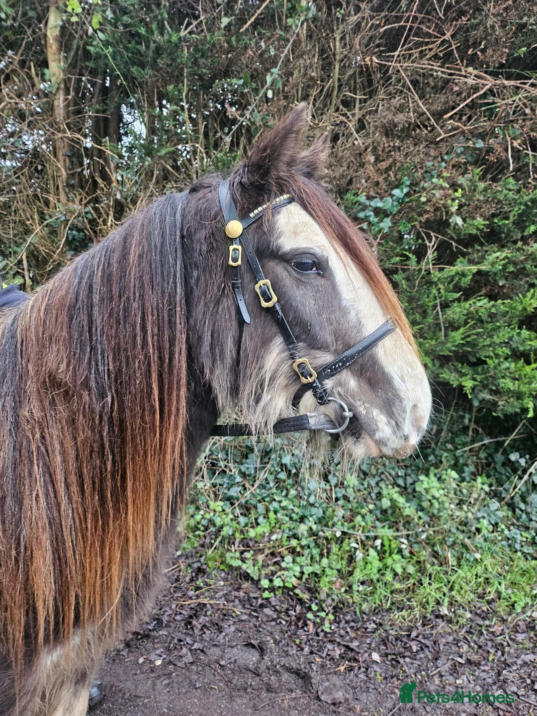 Irish Cob horses for sale: Blagdon cob - Image 4