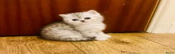Exotic cats for sale: Exotic kittens  - Advert 3