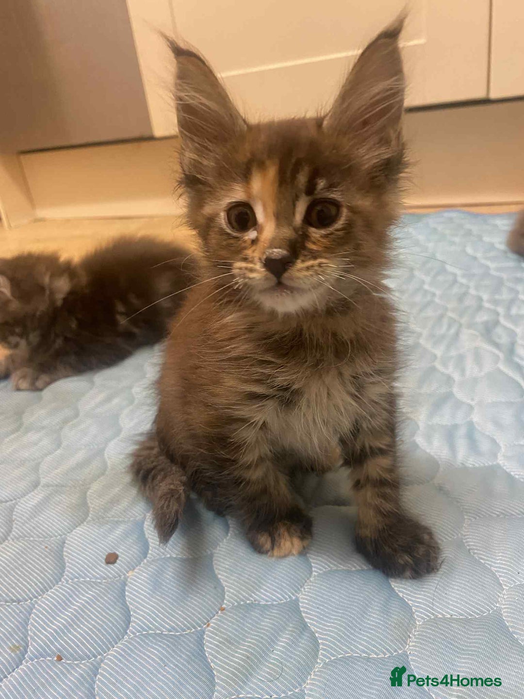 Maine Coon cats for sale: Xl mainecoon kittens full breed non reg  - Image 7