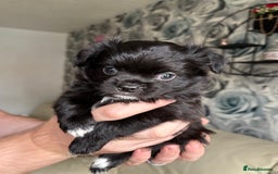 Chihuahua dogs for sale: 3 long haired Chihuahua puppies - Image 11