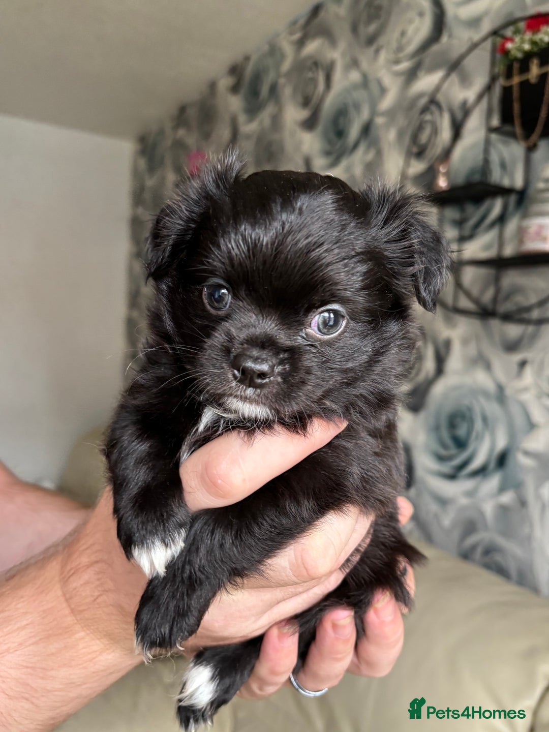 Chihuahua dogs for sale: 3 long haired Chihuahua puppies - Image 11