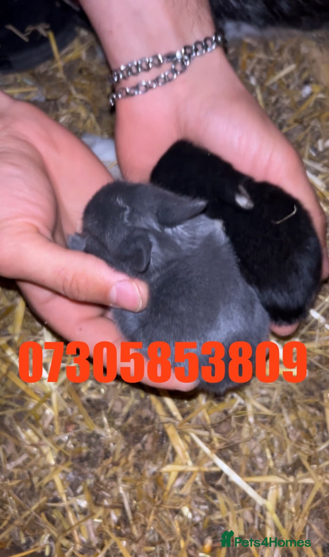 Netherland Dwarf rabbits for sale: 1 black Baby Prue neatherland dwarf rabbits - Advert 24