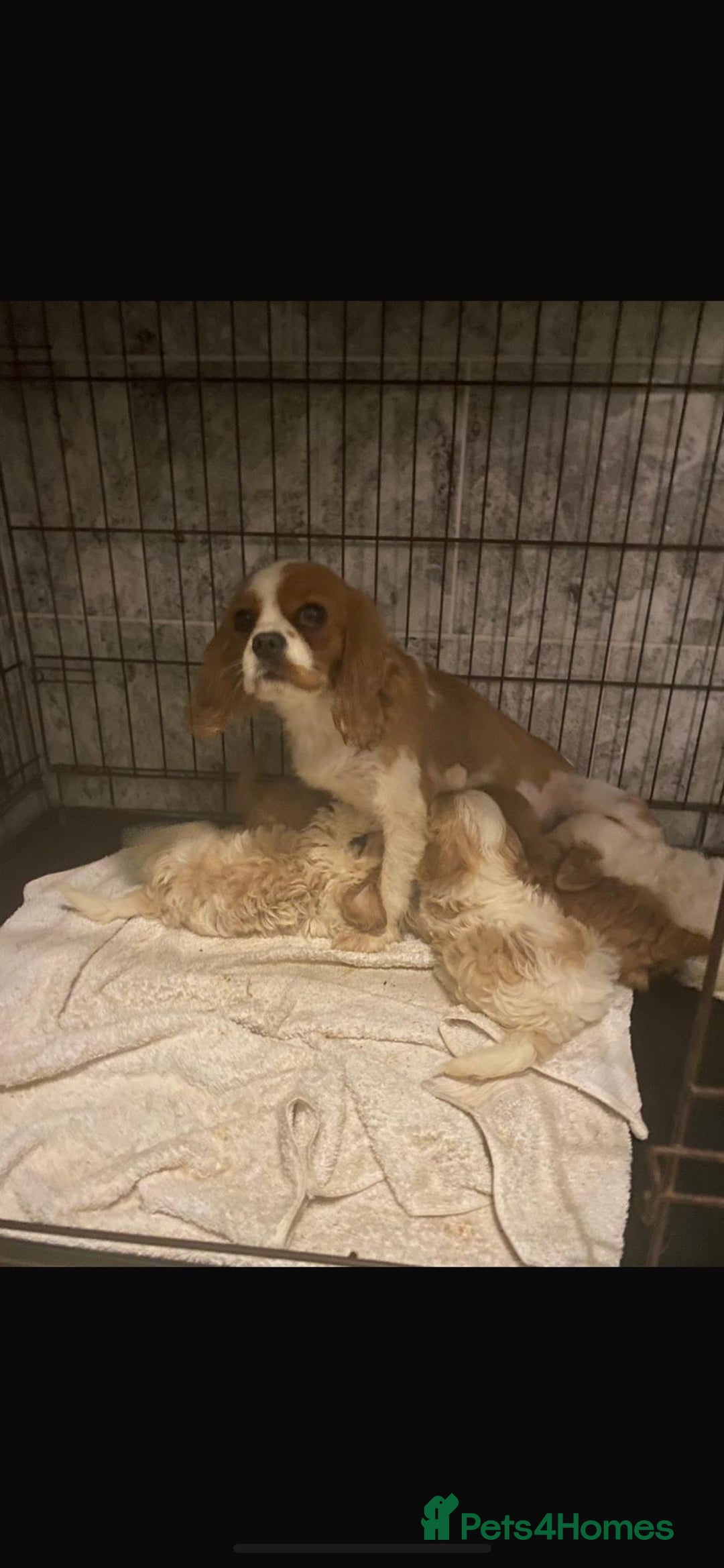 Cavapoo dogs for sale: Beautiful Cavapoo pups - Image 5