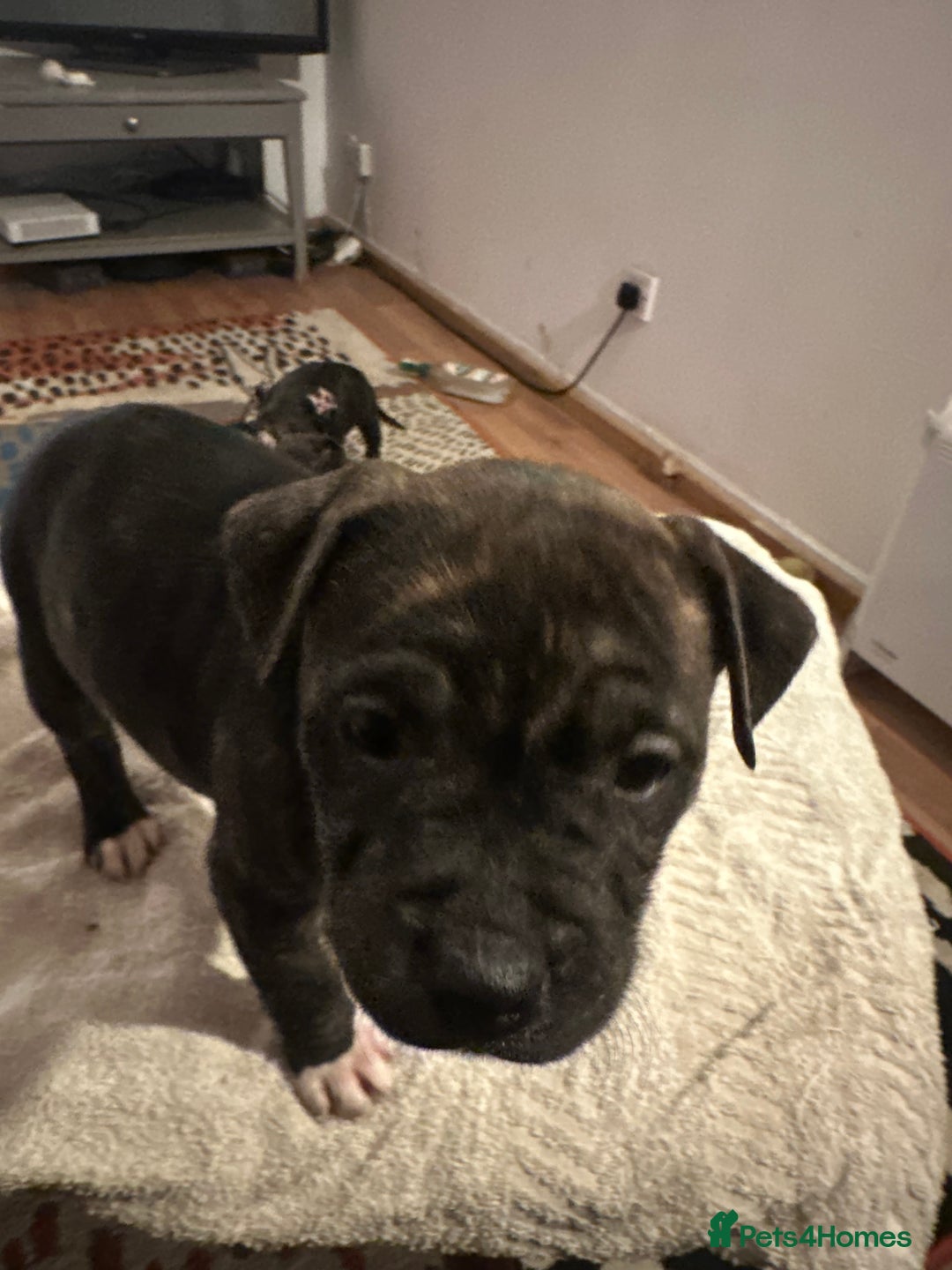 Mixed Breed dogs for sale: Beautiful staffy puppies looking for forever home  - Advert 26