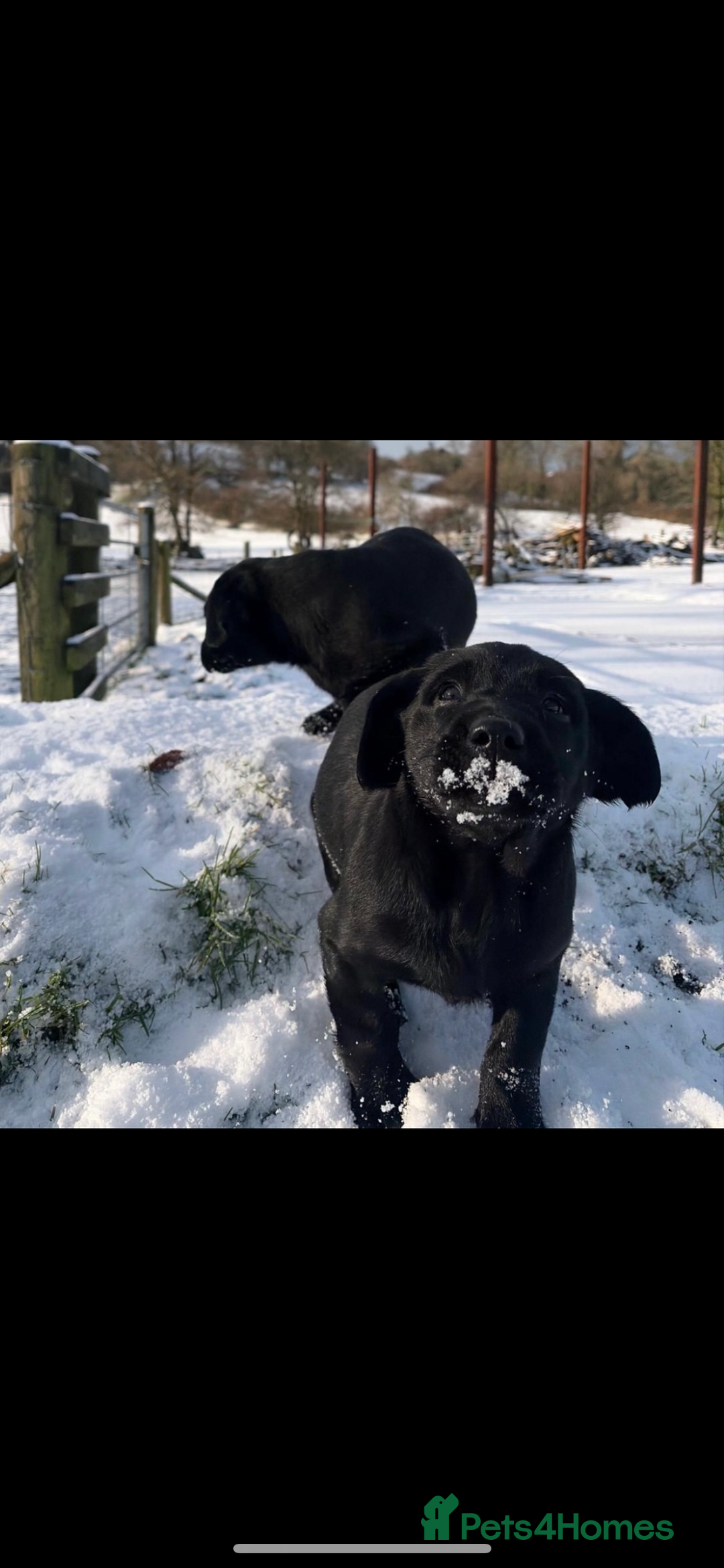 Labrador Retriever dogs for sale: 2 girls  - Advert 11