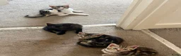 Mixed Breed cats for sale: 3 girls and one black boy - Advert 3
