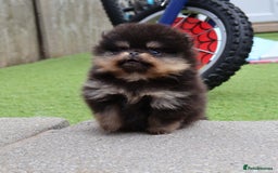 Pomeranian dogs for sale: READY NOW-REDUCED!! TRUE TEDDY BEAR POMERANIAN - Image 28
