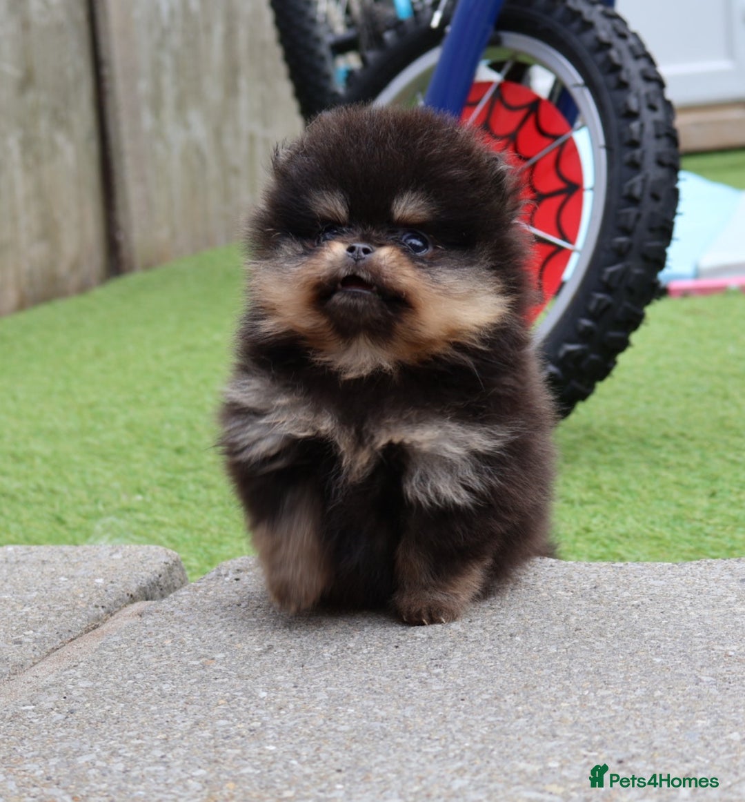 Pomeranian dogs for sale: READY NOW-REDUCED!! TRUE TEDDY BEAR POMERANIAN - Image 28