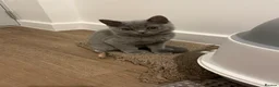 British Shorthair cats for sale: Pedigree British shorthair kittens  - Advert 9