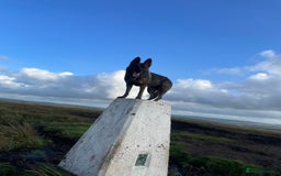 German Shepherd dogs for sale: Working line German shepherd  - Image 19