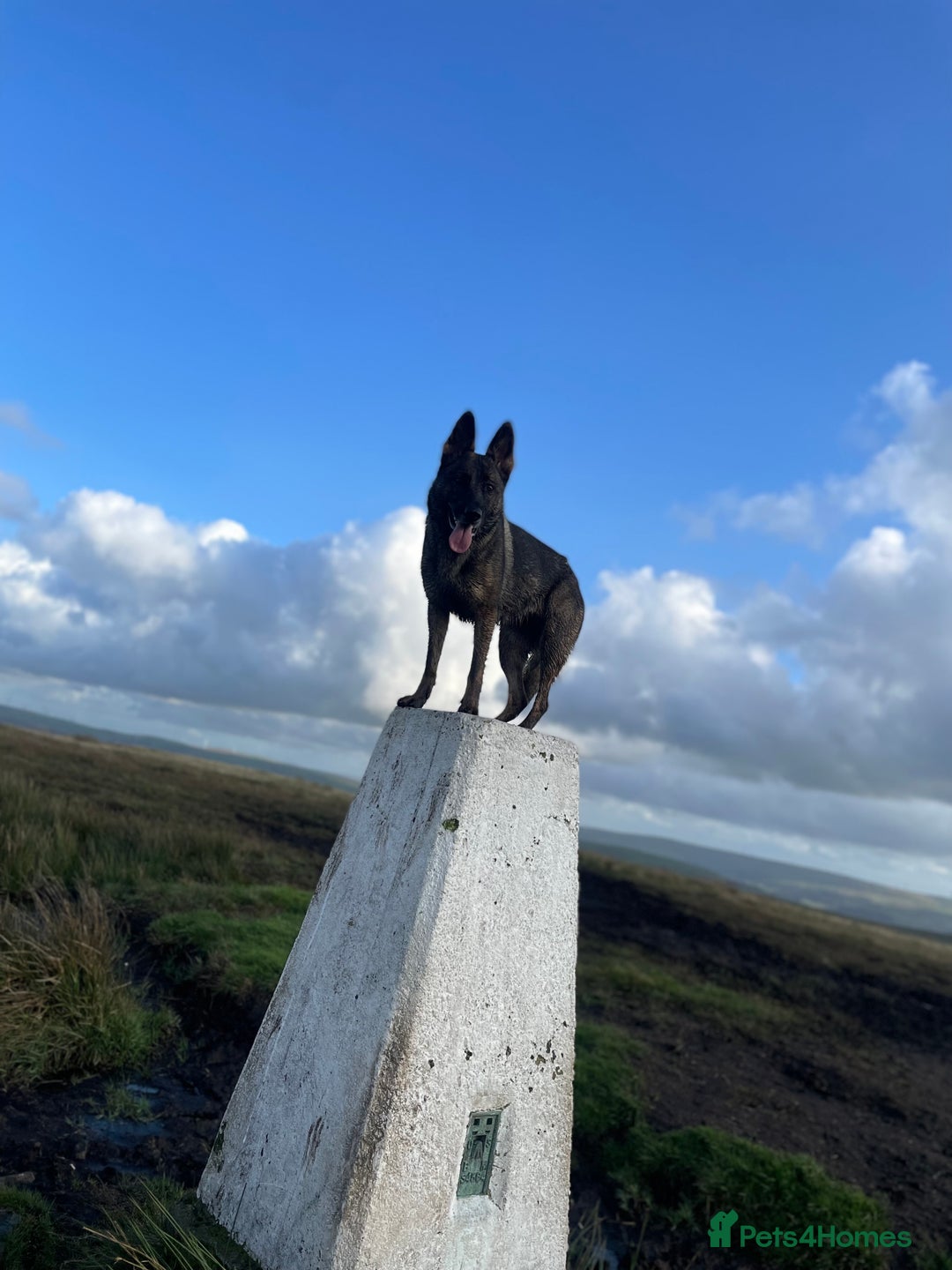 German Shepherd dogs for sale: Working line German shepherd  - Image 19