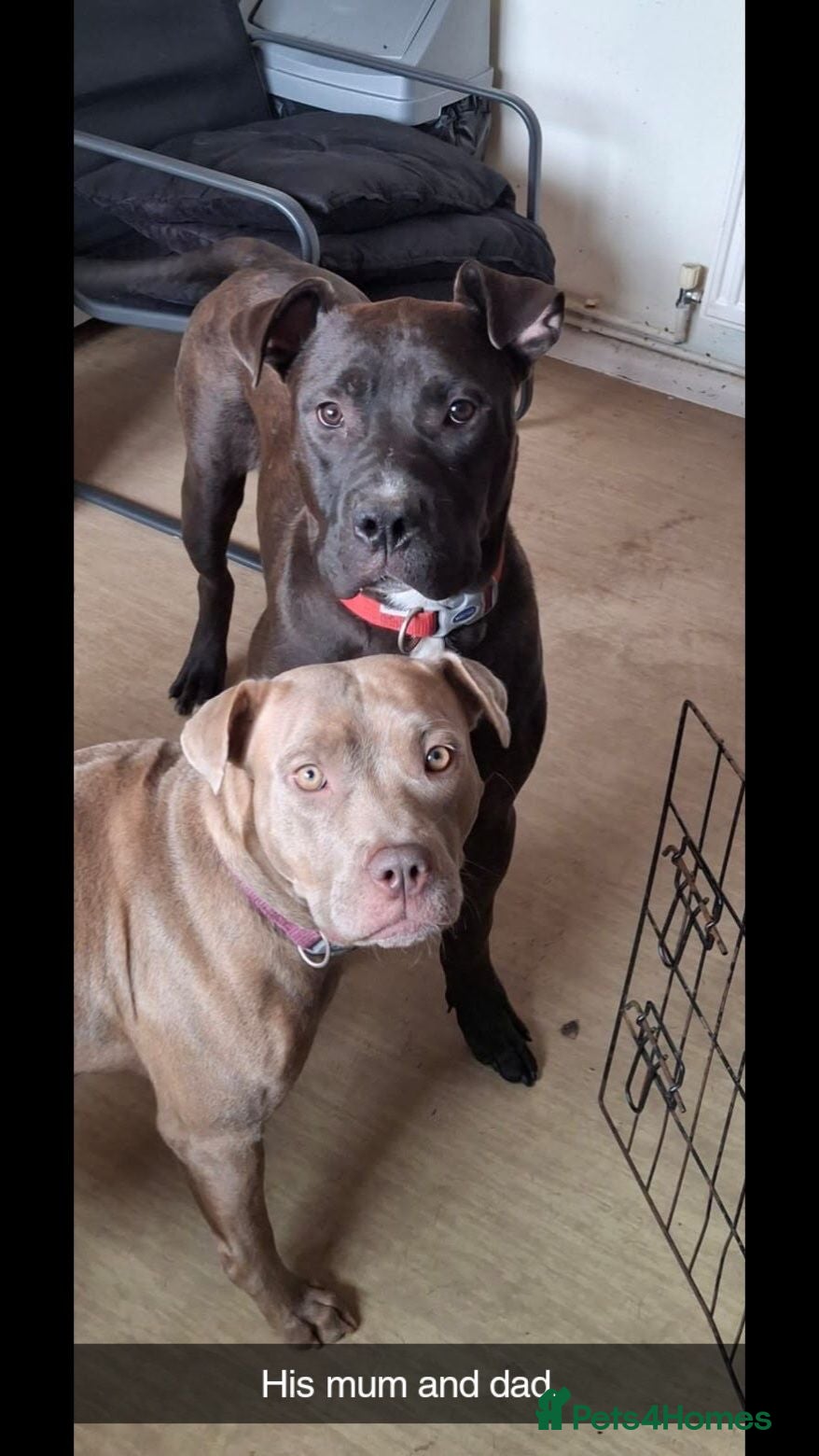 Mixed Breed dogs Ghost - Advert 5