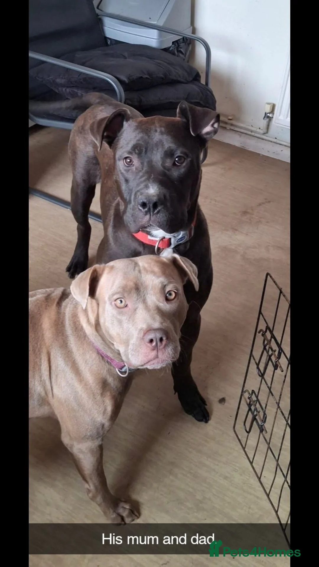 Mixed Breed dogs for sale: Ghost - Advert 1