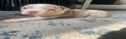American Bully dogs for sale: Pocket bully puppies in Coventry - Advert 10