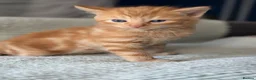 Mixed Breed cats for sale: 4 beautiful kittens  - Advert 7