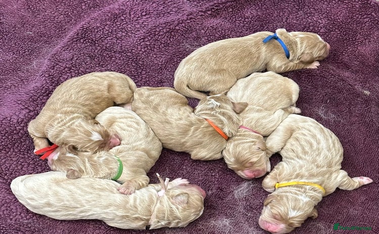 Mixed Breed dogs - Advert 1