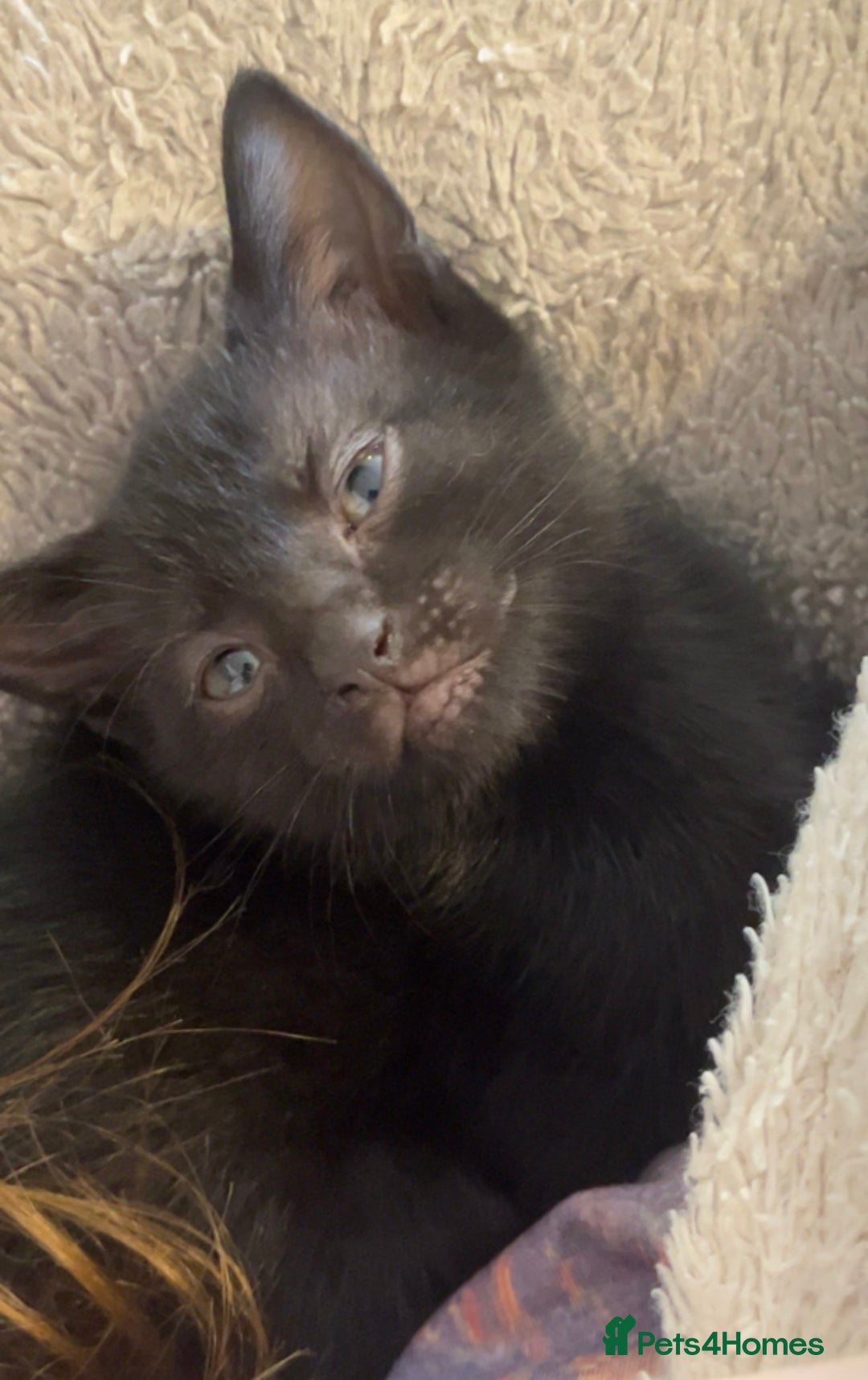 Mixed Breed cats for sale: Black/Black&White Kittens For Sale - Image 12