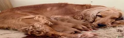 Cocker Spaniel dogs for sale: 2 Boy Cocker Spaniels  - Advert 8