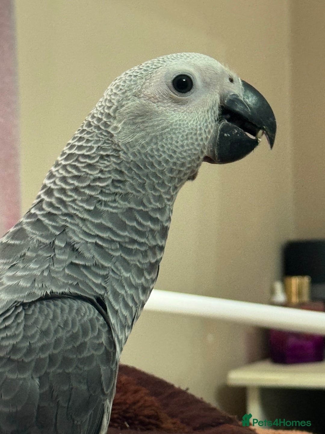 Parrots birds for sale: African grey baby parrot - Image 1