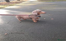 Dachshund dogs for stud: Slinky - Image 1