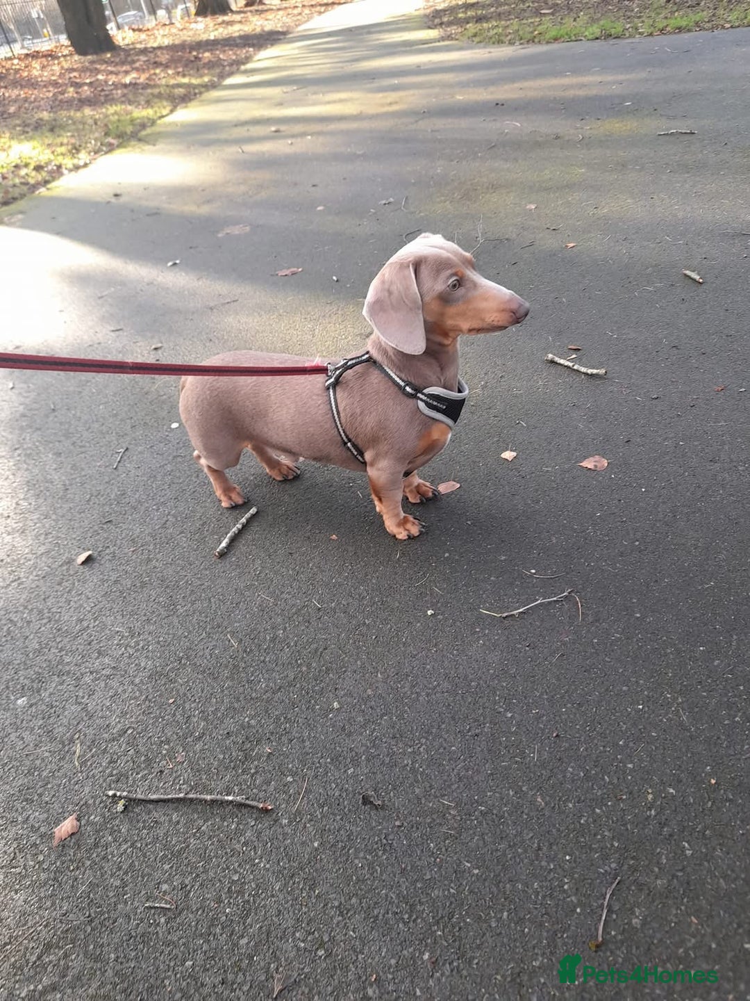 Dachshund dogs for stud: Slinky - Image 1