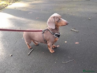 Dachshund dogs - Advert 30