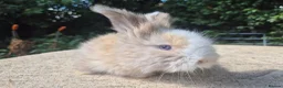 Angora rabbits for sale: 🩷 FULL FACE ANGORA BABIES- PARENTS FROM🇫🇷 - Advert 24