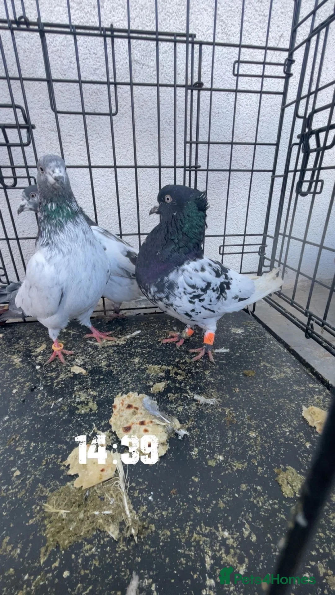 Pigeons birds for sale: Pigeosn in Wembley - Advert 3