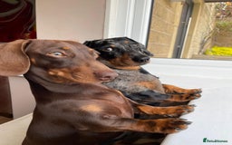 Miniature Dachshund dogs for sale: MUST GO AS A PAIR - Image 3