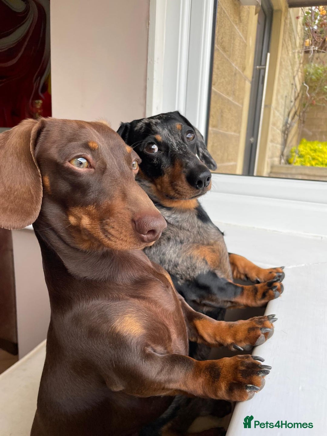 Miniature Dachshund dogs for sale: MUST GO AS A PAIR - Image 3