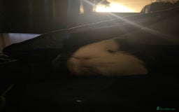 Guinea Pig rodents for sale: Beautiful guinea pig for sale  - Image 3