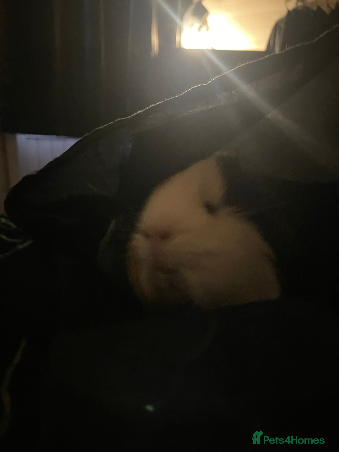 Guinea Pig rodents for sale: Beautiful guinea pig for sale  - Image 3