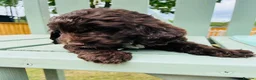 Cockapoo dogs for sale: Chocolate & chocolate Merle Cockapoo Babies 🐾🐾🐾 - Advert 5