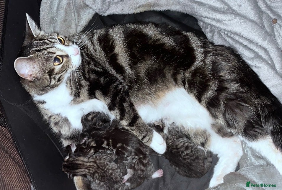 Mixed Breed cats 4 tabby kittens  - Advert 3
