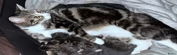 Mixed Breed cats for sale: 4 tabby kittens  in Gravesend - Advert 1