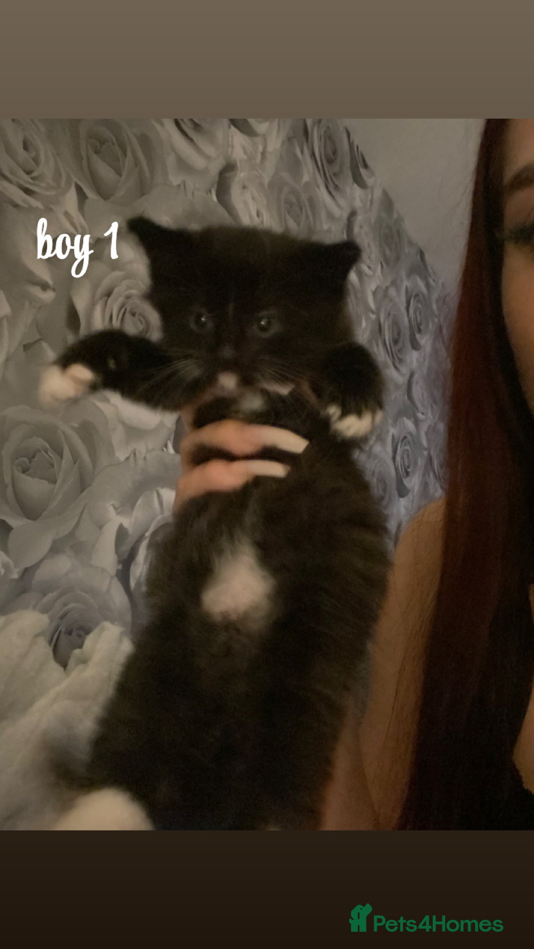 Mixed Breed cats for sale: beautiful kittens for sale(deposit required) - Image 4
