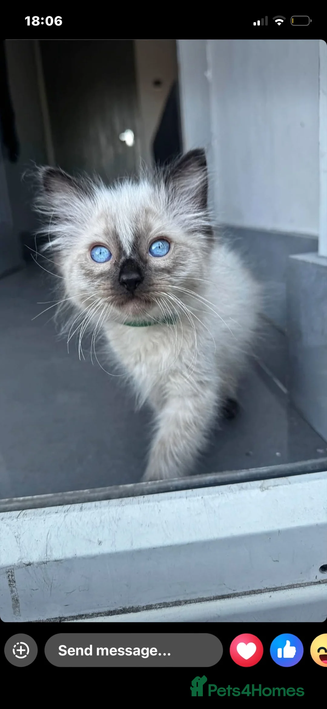 Ragdoll cats for sale: Full ragdoll  in Bolton - Advert 1