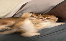 Scottish Fold cats for sale: Scottish Straight Golden Shaded Rare Affectionate - Image 13