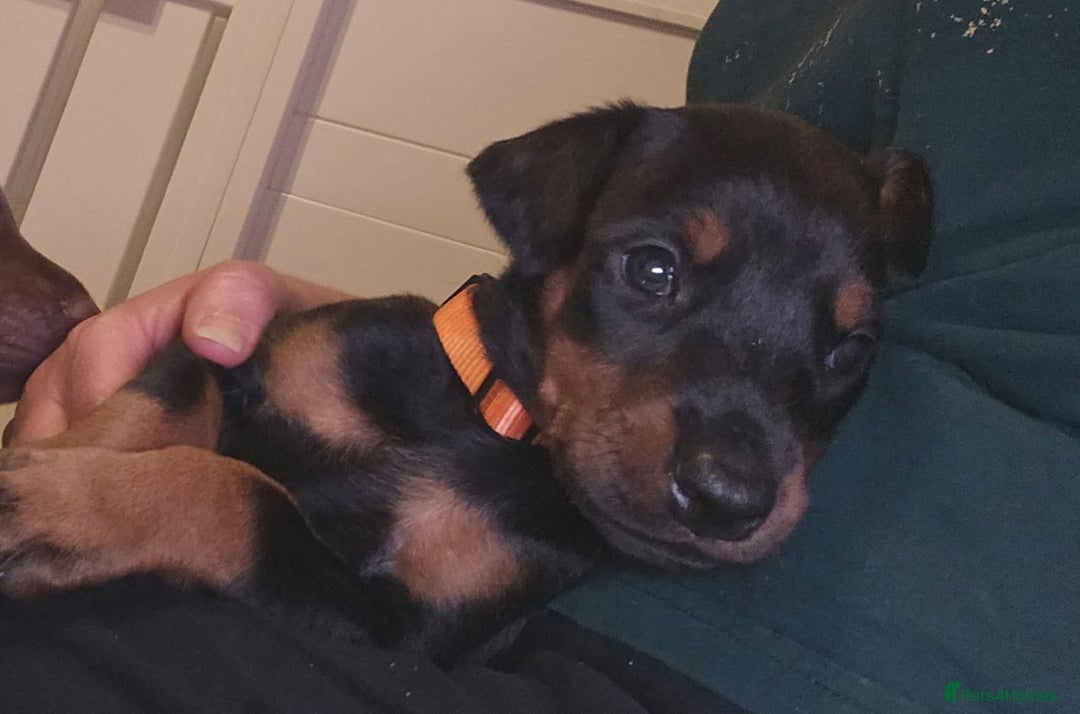 Dobermann dogs for sale: HEALTH TESTED, HOME REARED, STUNNING DOBERMAN PUPS - Advert 8