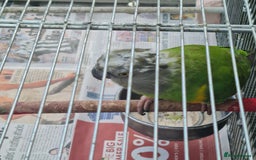 Parrots birds for sale: Senegal bird - Image 1
