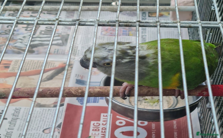 Parrots birds - Advert 10