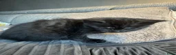 Persian cats for sale: Mixed breed Persian kittens - Advert 17
