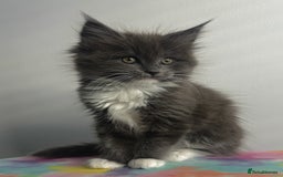 Maine Coon cats for sale: Beautiful Maine Coon x Ragdoll kittens 😻 - Image 2